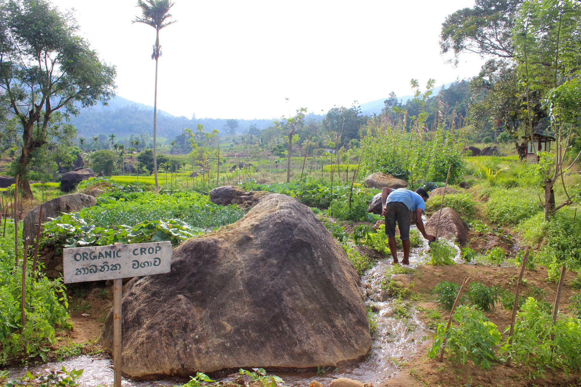 The Glenrock Wellness Nature Resort Belihuloya Ngoại thất bức ảnh